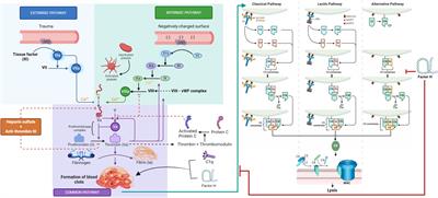 Complement-Coagulation Cross-talk: Factor H-mediated regulation of the Complement Classical Pathway activation by fibrin clots